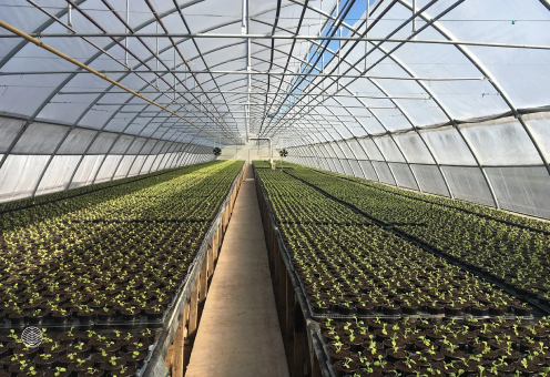 Строительство промышленных теплиц в Ташкенте